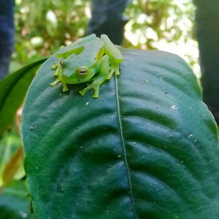Zapotal  Cabanas Las Orquideas מראה חיצוני תמונה
