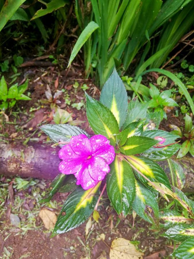 Zapotal  Cabanas Las Orquideas מראה חיצוני תמונה